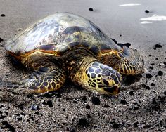 a sea turtle is laying on the sand