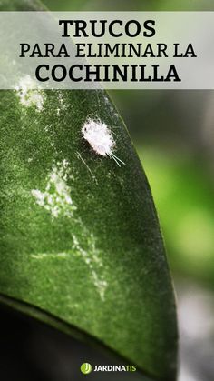 a close up of a leaf with the words trucos para eliminar la cocchinilla