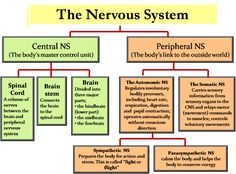 the nervous system is an organ that has many functions to function and function, including