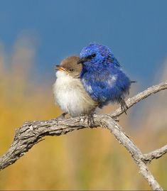 a small blue and white bird sitting on a branch with its head turned to the side