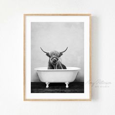 a black and white photo of a cow in a bathtub with horns hanging on the wall