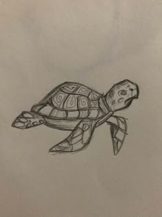 a pencil drawing of a turtle