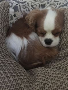 a small brown and white dog laying on top of a blanket