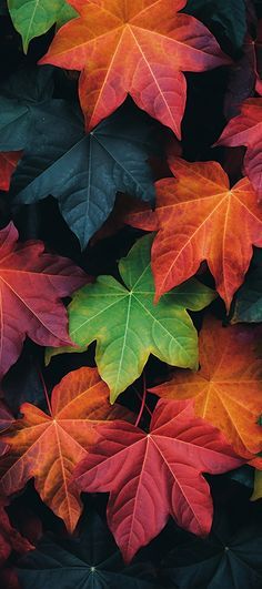 many different colored leaves on the ground