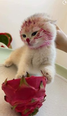 a white kitten with pink paint on it's face sitting in a pineapple