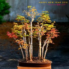 a small tree is sitting in a pot on the ground with its leaves turning colors