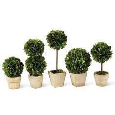 four potted plants are lined up in front of each other on a white background