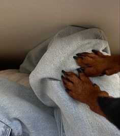 a dog laying on top of a bed under a blanket