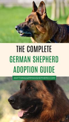 The Complete German Shepherd Adoption Guide Keys To Success, Hip Dysplasia, Bring Them Home, Adoption Process, German Shepherds, The Keys, High Energy, Pet Owners