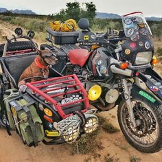 a dog sitting in the back of a motorcycle with luggage strapped to it's seat