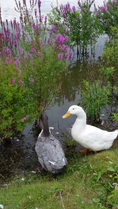 two ducks standing next to each other on the grass near water and flowers in the background