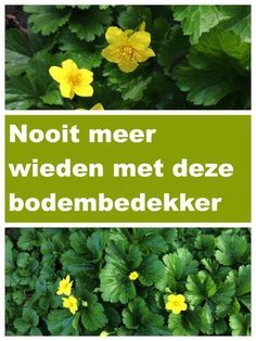 some yellow flowers and green leaves with the words noot meer wieden met deze bodenbedeckker