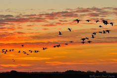 a flock of birds flying in the sky at sunset