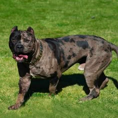 a brown and black dog standing on top of a lush green field