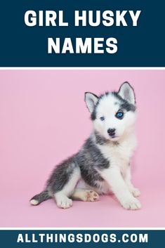 When it comes to finding the perfect girl Husky Names for your new blue eyed friend, you might want to think of a name which relates to beauty, dominance and intelligence. Check out our list of Husky names, where we've also taken inspiration from our female role models.  #girlhuskynames #huskynames #namesforafemalehusky Girl Husky Names, Pitsky Dogs, Blue Eyed Dog Names, Puppies Names Female, Husky Puppy Training, White Husky Dog