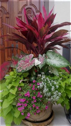 a potted plant with purple flowers and green leaves