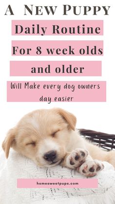 new puppy morning routine Puppy Routine Schedule, Puppy Routine, Crate Train, Puppy Training Schedule, Puppy 101, Mini Goldendoodle Puppies, Puppy Mom, Puppies Tips