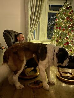 a large dog standing on top of a hard wood floor next to a christmas tree