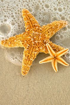 a starfish on the beach with bubbles in the water