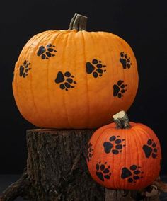 two pumpkins with paw prints on them