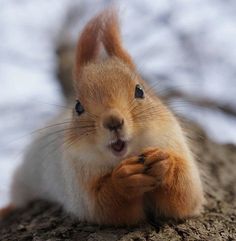 a squirrel is sitting on the ground with its paw in his mouth and looking at the camera