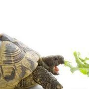 a tortoise eating lettuce with its mouth open on a white surface