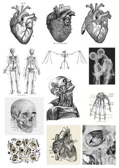 an image of human anatomy in black and white