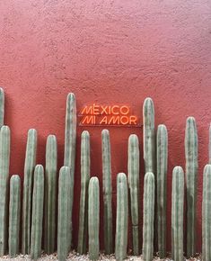 a large cactus next to a red wall with the name oxixinn ronna inn on it