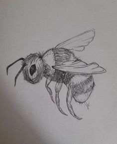 a pencil drawing of a bee on white paper