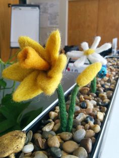 two yellow flowers sitting on top of rocks in a planter filled with stones and gravel