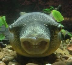 a close up of a turtle in an aquarium with rocks and plants around it's edges