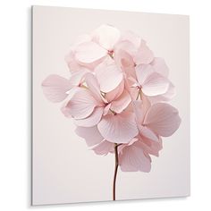 a pink flower on a white background