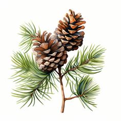 Pine Cones Clipart, Christmas Fir Tree Images, 10 Watercolor Clip Art, Printable Jpgs, Instant Download, Commercial Use, Paper Craft - Etsy Holiday Drawings, Card Painting, Wood Slice Art, Holiday Gift Baskets, Watercolor Clip Art, Diy Watercolor Painting, Tree Images, Clipart Christmas, Diy Watercolor