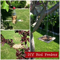 bird feeders hanging from trees in the yard