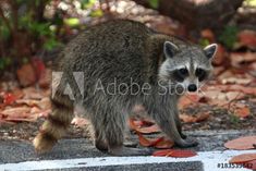 a raccoon is walking on the ground in front of some leaves and trees