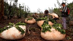 three men are standing in the woods with bags full of plants