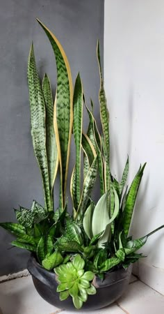 a potted plant sitting on top of a tiled floor next to a gray wall