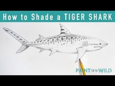 a drawing of a tiger shark with the words how to shade a tiger shark on it