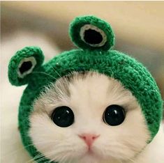 a white cat wearing a green knitted hat with eyes wide open and looking at the camera