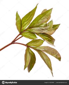 a branch with green leaves on white background