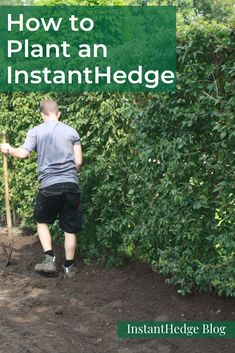 a man is digging in the dirt with a shovel and trees behind him, text overlay reads how to plant an instant hedge