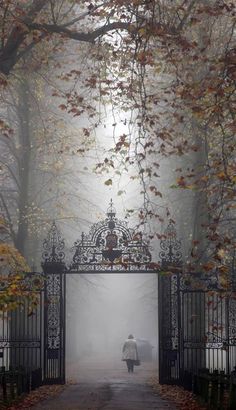 a person walking down a path in the fog