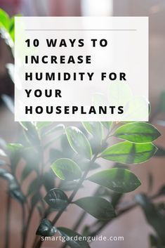 a potted plant with the words 10 ways to increase humidity for your houseplants