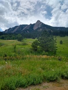 a grassy field with trees and mountains in the background