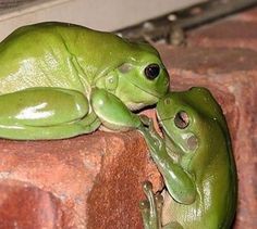 two green frogs sitting next to each other on top of a brick wall with their heads together