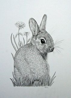 a drawing of a rabbit sitting in the grass