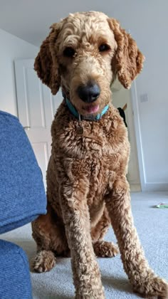 a brown dog sitting on top of a blue chair