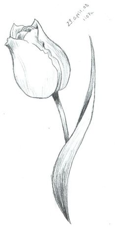 Tulip Sketch by ScarletRainxX on deviantART: Tulip Flower Drawing Pencil, Tulip Sketch, Tulip Drawing, Flower Drawing Tutorials, Flower Art Drawing, Drawing Flowers, Flower Sketches, Roses Drawing, Tulip Flower