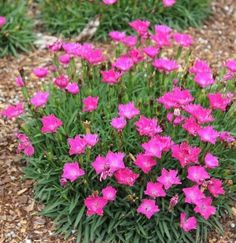 pink flowers are blooming in the ground next to green grass and gravel on the ground