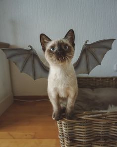 Vampire cat